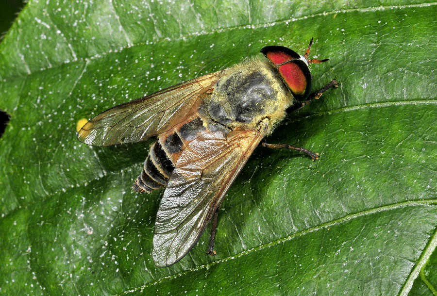 Tabanidae: Philipomyia sp., maschio e femmina